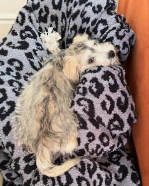 Jessica Collins Instagram - We have a new addition to our family. World… meet Charlie!!! 💙🐾
He’s from the same dog rescue as our dear Goldie. He’s a sweetheart and a very, very silly gent. Thank you @wagmorpets for helping these pups and bringing even more love into our home. ❤️🐾
#reacuedogsofinstagram 
#dogsofinstagram 
#dogmom