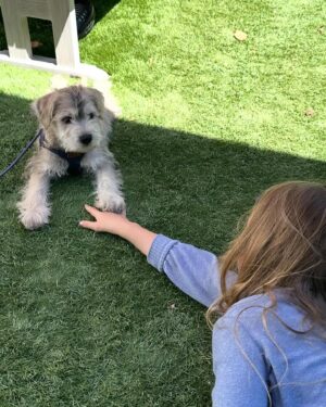 Jessica Collins Instagram - We have a new addition to our family. World… meet Charlie!!! 💙🐾
He’s from the same dog rescue as our dear Goldie. He’s a sweetheart and a very, very silly gent. Thank you @wagmorpets for helping these pups and bringing even more love into our home. ❤️🐾
#reacuedogsofinstagram 
#dogsofinstagram 
#dogmom