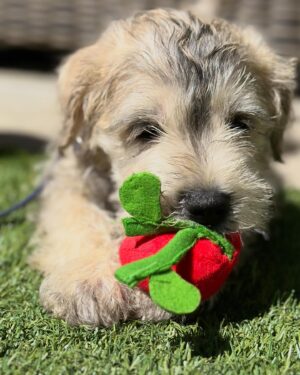 Jessica Collins Instagram - We have a new addition to our family. World… meet Charlie!!! 💙🐾
He’s from the same dog rescue as our dear Goldie. He’s a sweetheart and a very, very silly gent. Thank you @wagmorpets for helping these pups and bringing even more love into our home. ❤️🐾
#reacuedogsofinstagram 
#dogsofinstagram 
#dogmom