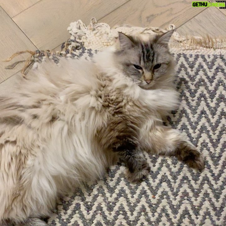 Jessica De Gouw - 2.2K Likes - Cats are better than humans. Dave is better than cats.
#ragdollcat