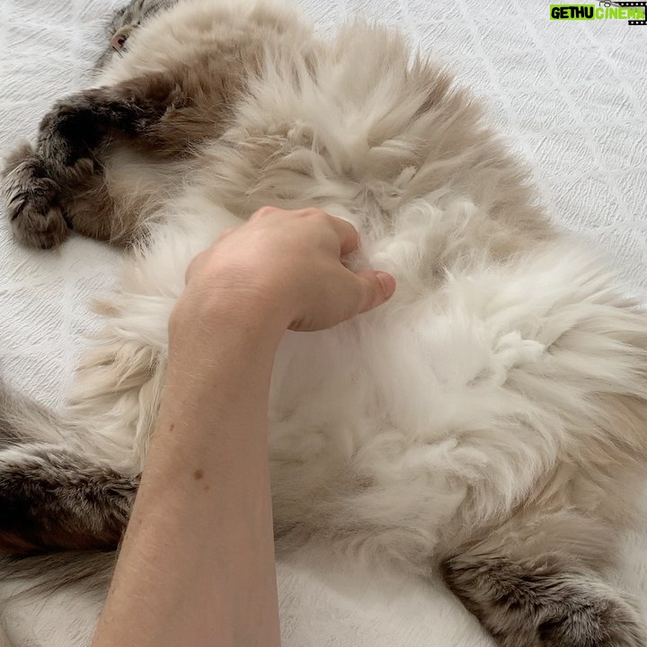 Jessica De Gouw - 2.2K Likes - Cats are better than humans. Dave is better than cats.
#ragdollcat