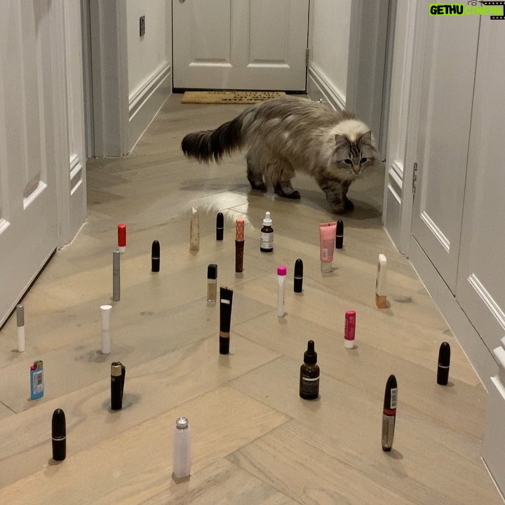 Jessica De Gouw - 3.1K Likes - David Cattenborough lava game feat. Easter egg edition. The last swipe ā is what happened when I tried it. Guess I am not also a ninja š #isolyfe #catsofinstagram