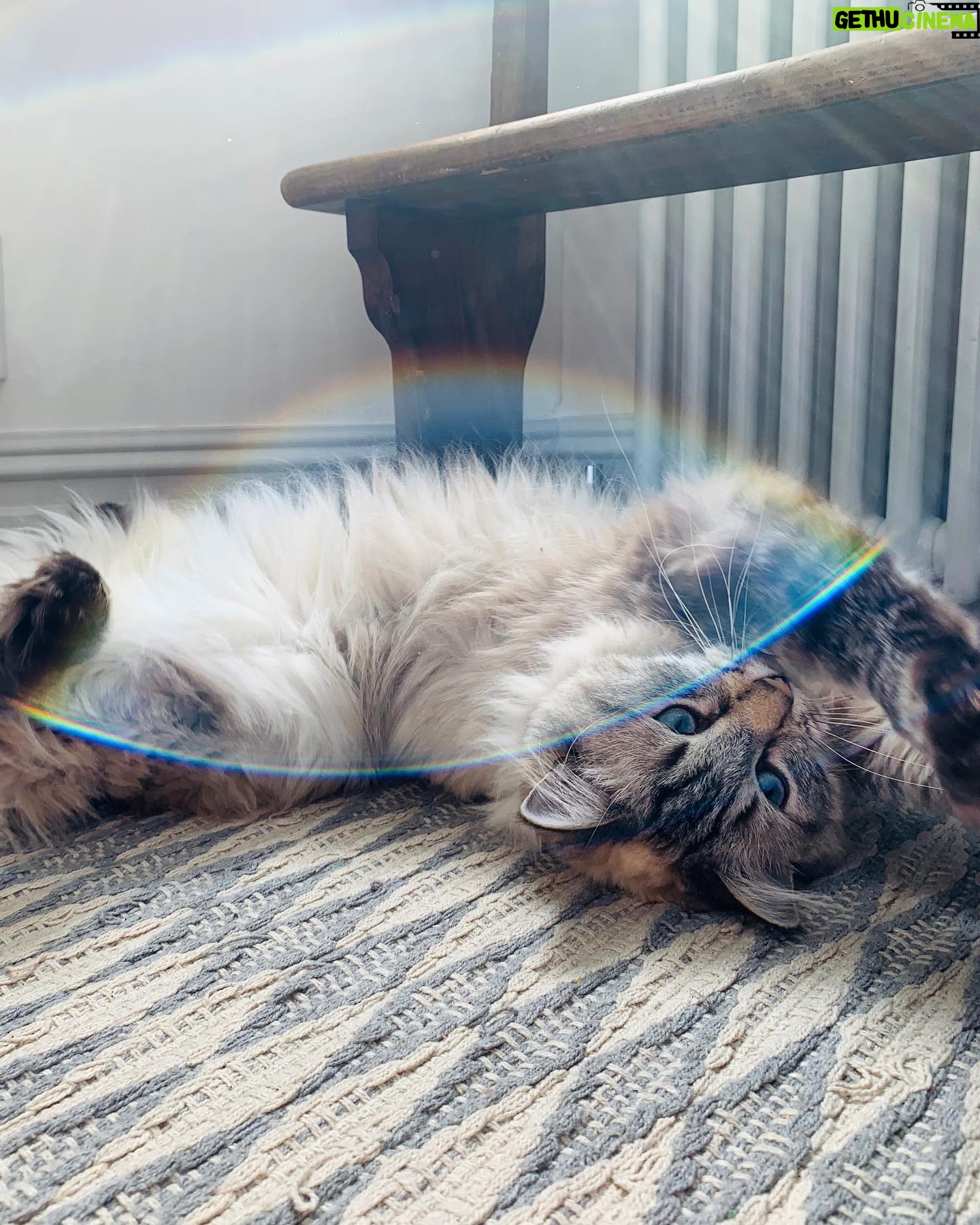Jessica De Gouw - 2.4K Likes - Just my cat. Loving herself sick in a double rainbow. Yup, Iāll take that on a Monday morning. š #DavidCattenborough