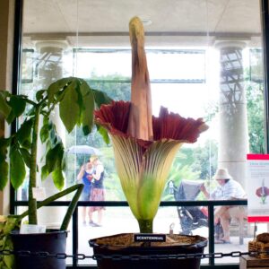 Jessica Paré Instagram - corpse flower ✅ @thehuntingtonlibrary (📷4 by B)