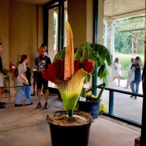Jessica Paré Instagram - corpse flower ✅ @thehuntingtonlibrary (📷4 by B)