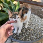 Jessica Alexander Instagram - cats run cyprus