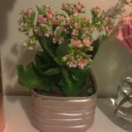 Jessica Amlee Instagram - Pretty things #recycle