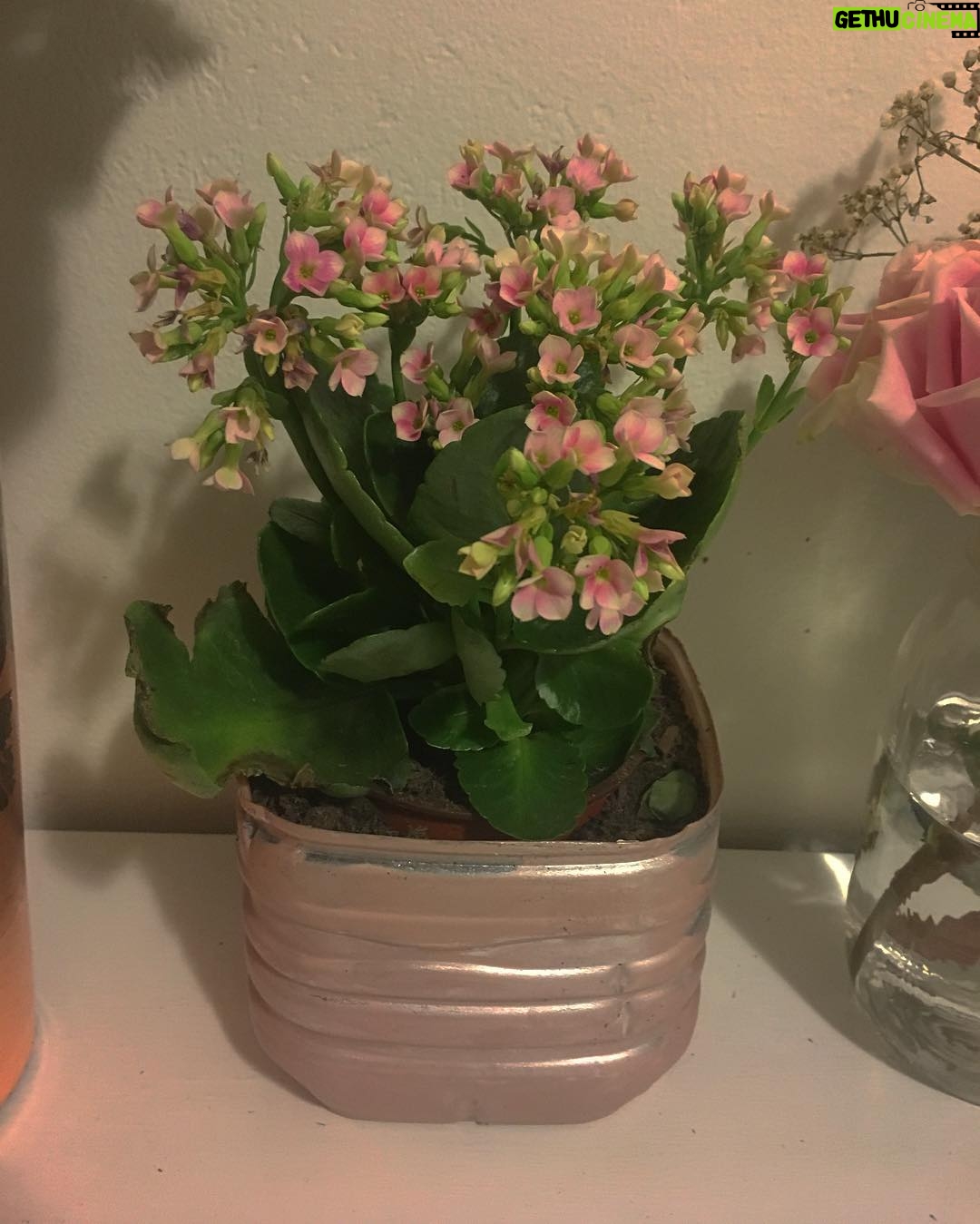 Jessica Amlee Instagram - Pretty things #recycle