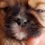 Jessica Eye Instagram - Happy 5th birthday to my sweet Diego, my shih, my amigo, my Sweet little momma’s boy. . But I also want to wish happy birthday to the biggest shih tzu and @evie_0511 baby hoy Zues 🐶 @evie_0511 ! not only are we sisters from another mister ( not really but we family😂🦄🦄) but OUR two boy dogs are half brothers for real !!!! They share the same father, but different mothers, and were born on the same day. . Heres a cutest short story that I have that is by far one of my favorites ! . one day we were on a walk at veterans park and a stick fell from a tree next to Diego and scared him so bad he yelped 🫣 but rest a sure with his deep little big shih tzu roar he came running to DD side and yelled at the stick “ don’t you scare my brother “ . . #happybirthday #diego #zues #february #jessicaeveileye #thisislove