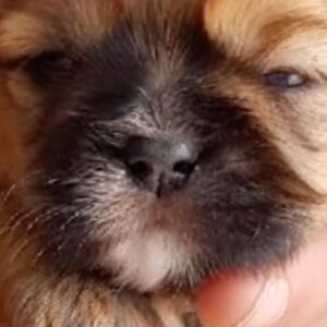 Jessica Eye Instagram - Happy 5th birthday to my sweet Diego, my shih, my amigo, my Sweet little momma’s boy. 
.
But I also want to wish happy birthday  to the biggest shih tzu and @evie_0511 baby hoy  Zues 🐶 @evie_0511 ! not only are we sisters from another mister (  not really but we family😂🦄🦄) but OUR two boy dogs are half brothers for real !!!! They share the same father, but different mothers, and were born on the same day. 
.
Heres a cutest short story that I have that is by far one of my favorites ! 
.
one day we were on a walk at veterans park and  a stick fell from a tree  next to Diego and scared him so bad he yelped 🫣 but rest a sure  with his deep little big shih tzu roar he came running to DD side and yelled at the stick “ don’t you scare my brother “ . 
. 
#happybirthday #diego #zues #february #jessicaeveileye #thisislove