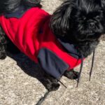 Jessica Eye Instagram - My little Diablos ❤️‍🔥😍🥰 I couldn’t do my life without you Diego and Athena ❤️‍🔥. . #jessicaevileye #rapdiablo #shihtzu #diego #athena
