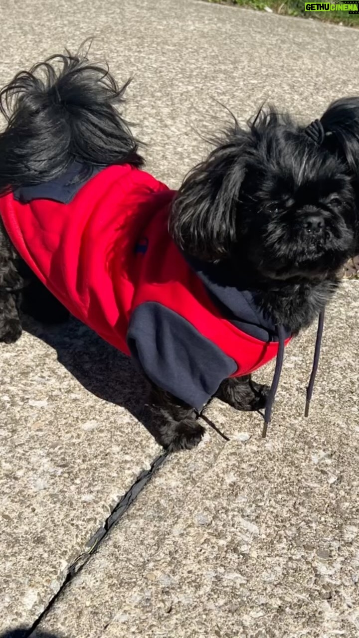 Jessica Eye Instagram - My little Diablos ❤️🔥😍🥰 I couldn’t do my life without you Diego and Athena ❤️🔥. . #jessicaevileye #rapdiablo #shihtzu #diego #athena