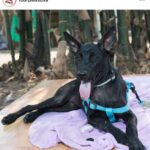 Jessica Harmon Instagram - Giving Tuesday at @fourpawsusa means every dollar given will be matched up to 50k before midnight on November 30th. Every little bit helps these beautiful people save animals in horrific scenarios around the world. You and I don’t have to do the leg work so the least we can do is donate or please please share this post and spread awareness. Follow @fourpawsusa @four_paws_international as well!! Link below or in my bio. https://secure.four-paws.us/giving-tuesday?utm_source=instagram&utm_medium=instagram-post&utm_campaign=giving-tuesday-2021 #protectmillions #dogmeattrade #fourpaws #catmeattrade