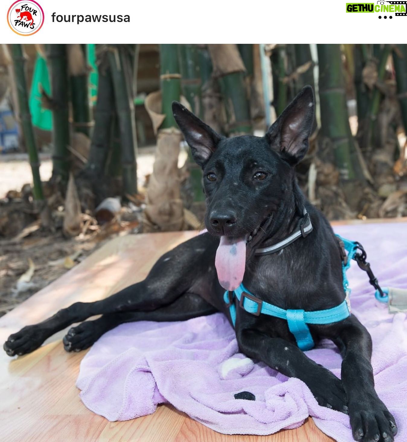 Jessica Harmon Instagram - Giving Tuesday at @fourpawsusa means every dollar given will be matched up to 50k before midnight on November 30th. Every little bit helps these beautiful people save animals in horrific scenarios around the world. You and I don’t have to do the leg work so the least we can do is donate or please please share this post and spread awareness. Follow @fourpawsusa @four_paws_international as well!! Link below or in my bio. https://secure.four-paws.us/giving-tuesday?utm_source=instagram&utm_medium=instagram-post&utm_campaign=giving-tuesday-2021 #protectmillions #dogmeattrade #fourpaws #catmeattrade