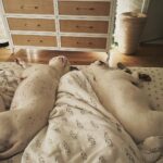 Jessica Parker Kennedy Instagram - It doesn’t seem to matter where in the house Ro is, if I’m on my own, the dogs are with me. I’d like to think I’m their safe space but in reality I think they are 99.9% sure I can’t survive on my own without them. #Flanked #SnoozingSoldiers