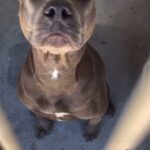Jessica Parker Kennedy Instagram - This is a really good example of what I’m going to assume was a well intentioned human who did NOT know how to adopt responsibly. This human rescued Maddy but returned her back to the shelter because she snapped at their child. When you adopt a dog, you MUST give that dog time to decompress before introducing him/her to your family especially children. At the very least this means crating the dog and keeping him/her in a quiet room followed by many other vital steps. Any dog you bring into your home needs time to get used to their new environment! If you don’t do this, any dog can have a fear based reaction like snapping, especially a dog like Maddy who has been in the shelter for months, overbred and was recovering from her spay surgery. This is NOT the dog’s fault and does not reflect the temperament of that dog. Frustratingly and incorrectly, Maddy will likely now be written up in the shelter system as “aggressive” when she is not and “aggressive” dogs are EUTHANIZED! If your going to adopt, please do your research and learn the most responsible way to bring a new animal into your family. PLEASE SHARE THIS SWEET GIRL MADDY 🐶❤️ Here is Maddy’s Info Name: MED ADOPT MADDY ID# A785277 Gender: FEMALE Age: About 2 years old LOCATION DEVORE Animal Shelter @savingdevoredogs (909) 386-9820 19777 Shelter Way San Bernardino, CA 92407 @savingdevoredogs @standupforpitsfoundation #InherentlyGood