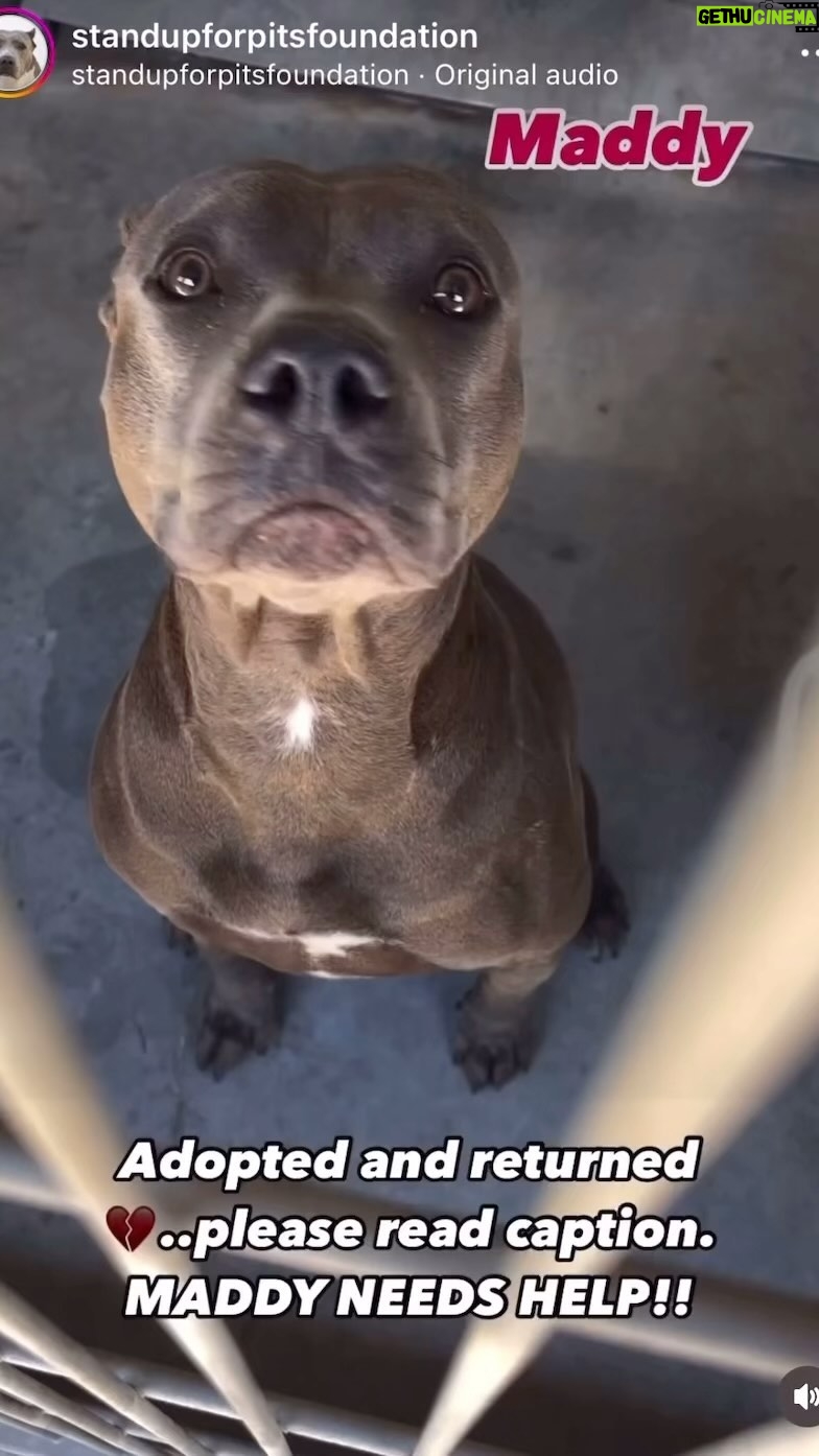 Jessica Parker Kennedy Instagram - This is a really good example of what I’m going to assume was a well intentioned human who did NOT know how to adopt responsibly. This human rescued Maddy but returned her back to the shelter because she snapped at their child. When you adopt a dog, you MUST give that dog time to decompress before introducing him/her to your family especially children. At the very least this means crating the dog and keeping him/her in a quiet room followed by many other vital steps. Any dog you bring into your home needs time to get used to their new environment! If you don’t do this, any dog can have a fear based reaction like snapping, especially a dog like Maddy who has been in the shelter for months, overbred and was recovering from her spay surgery. This is NOT the dog’s fault and does not reflect the temperament of that dog. Frustratingly and incorrectly, Maddy will likely now be written up in the shelter system as “aggressive” when she is not and “aggressive” dogs are EUTHANIZED! If your going to adopt, please do your research and learn the most responsible way to bring a new animal into your family. PLEASE SHARE THIS SWEET GIRL MADDY 🐶❤️ Here is Maddy’s Info Name: MED ADOPT MADDY ID# A785277 Gender: FEMALE Age: About 2 years old LOCATION DEVORE Animal Shelter @savingdevoredogs (909) 386-9820 19777 Shelter Way San Bernardino, CA 92407 @savingdevoredogs @standupforpitsfoundation #InherentlyGood