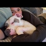 Jessica Parker Kennedy Instagram - Late night snuggles from Fresh who is without question part cow, dragon, bat, kangaroo, alligator, mouse, dinosaur. 🐄🐉🦇🦘🐊🐭🦕 #InherentlyGood #AdoptDontShop @standupforpitsfoundation