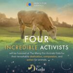Jessica Parker Kennedy Instagram - JOIN ME TONIGHT at the @MercyForAnimals Gala! 🐮🐷🐥🐟🦃🦞 I’m so honored to be presenting an award at tonight’s ceremony where we recognize dedicated investigators and other devoted activists who have gone above and beyond to help expose the horrors of factory farming and help stop animal cruelty. You can stream the ceremony live! Link in my bio. #MercyForAnimals #MercyForAnimalsGala #ASPCA #JamesCromwell