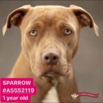 Jessica Parker Kennedy Instagram - THESE 6 PUPS HAVE LESS THAN 72 HOURS BEFORE THEY WILL BE EUTHANIZED🚨 The @StandUpForPitsFoundation has created the HOPE CAMPAIGN in an effort to get dogs seen who desperately need saving. All of these gorgeous dogs are at @BaldwinParkAnimalsLaco in Los Angeles. Please take a moment to watch their videos created by @MikeRuizOne and help network them by sharing so they can be seen and saved! THANK YOU!❤️🐶 PS: The last photo is me and my pit bull Fresh! No one snuggles better than a Pit bull. Baldwin Park Animal Care Center 4275 Elton St. Baldwin Park, CA 91706 Walk-Ins Welcome Mon-Sun 24 Hour Call Center 626-962-3577 (Press 522) #StandUpForPits #SUFPHopeCampaign2023 #InherentlyGood #AdoptDontShop