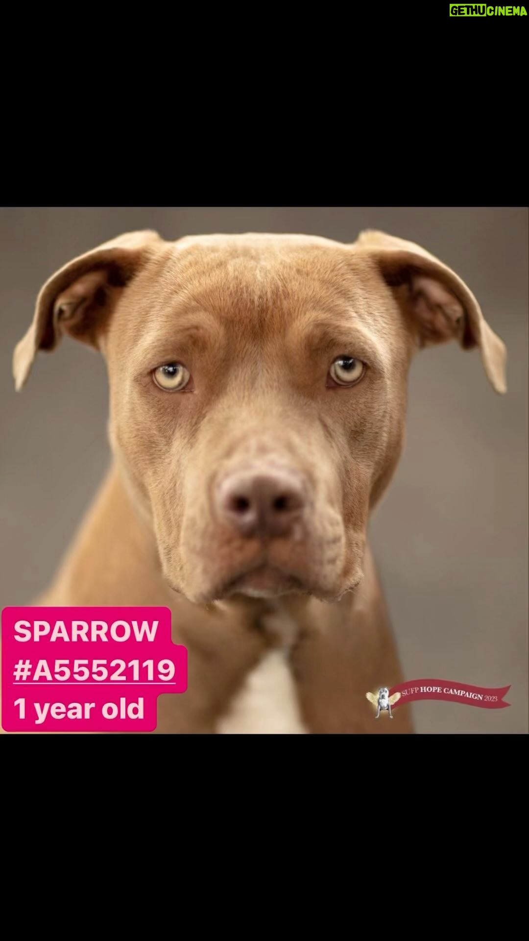 Jessica Parker Kennedy Instagram - THESE 6 PUPS HAVE LESS THAN 72 HOURS BEFORE THEY WILL BE EUTHANIZED🚨 The @StandUpForPitsFoundation has created the HOPE CAMPAIGN in an effort to get dogs seen who desperately need saving. All of these gorgeous dogs are at @BaldwinParkAnimalsLaco in Los Angeles. Please take a moment to watch their videos created by @MikeRuizOne and help network them by sharing so they can be seen and saved! THANK YOU!❤️🐶 PS: The last photo is me and my pit bull Fresh! No one snuggles better than a Pit bull. Baldwin Park Animal Care Center 4275 Elton St. Baldwin Park, CA 91706 Walk-Ins Welcome Mon-Sun 24 Hour Call Center 626-962-3577 (Press 522) #StandUpForPits #SUFPHopeCampaign2023 #InherentlyGood #AdoptDontShop