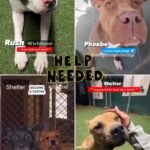 Jessica Parker Kennedy Instagram - Looking for a forever pup to snuggle with this holiday season? Please take a moment to share these sweet babies who will be euthanized asap if not saved!!! All of their info is below. Thank you! 🚨 #Repost @savingcarsonshelterdogs with @use.repost ・・・ ‼️🔥 PAST DUE WILL BE EUTHANIZED 🔥‼️ 🔴URGENT FINAL NOTICE🔴 🚨NEED ADOPTERS FOSTERS and RESCUES ❤️‍🩹 Search their # to see more pics and Videos ✅ #A5579904 Dino #A5584248 Winter #A5584246 Potter #A5570587 Rush #A5100365 Phoebe #A5580741 Saxophone #A5586842 Carter #A5439690 Heather #A5580992 Caramello #A5581063 Panda #A5582443 Mumford 🔹 Carson Shelter - 310-523-9566 🔹 OPEN Monday through Saturday 11 AM to 5 PM and closed on Sunday 🔹216 W Victoria St. Gardena, CA 90248 _______________________________________________ 💗💗 WANNA FOSTER? If you’re in LA, OC, San Bernadino or Riverside County and would like to apply to foster a Carson pup, please visit CarsonFosters.com to complete the online foster application. Thanks! 🔺We’re NOT associated with Carson Shelter🔺 #CarsonShelter #fosteringsaveslives #Adopt#AdoptAShelterPet #needsahome #savingcarsonshelterdogs @standupforpitsfoundation #AdoptDontShop #InherentlyGood