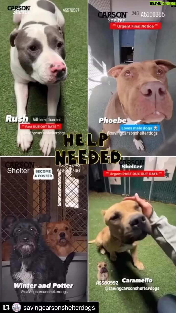 Jessica Parker Kennedy Instagram - Looking for a forever pup to snuggle with this holiday season? Please take a moment to share these sweet babies who will be euthanized asap if not saved!!! All of their info is below. Thank you! 🚨 #Repost @savingcarsonshelterdogs with @use.repost ・・・ ‼️🔥 PAST DUE WILL BE EUTHANIZED 🔥‼️ 🔴URGENT FINAL NOTICE🔴 🚨NEED ADOPTERS FOSTERS and RESCUES ❤️🩹 Search their # to see more pics and Videos ✅ #A5579904 Dino #A5584248 Winter #A5584246 Potter #A5570587 Rush #A5100365 Phoebe #A5580741 Saxophone #A5586842 Carter #A5439690 Heather #A5580992 Caramello #A5581063 Panda #A5582443 Mumford 🔹 Carson Shelter - 310-523-9566 🔹 OPEN Monday through Saturday 11 AM to 5 PM and closed on Sunday 🔹216 W Victoria St. Gardena, CA 90248 _______________________________________________ 💗💗 WANNA FOSTER? If you’re in LA, OC, San Bernadino or Riverside County and would like to apply to foster a Carson pup, please visit CarsonFosters.com to complete the online foster application. Thanks! 🔺We’re NOT associated with Carson Shelter🔺 #CarsonShelter #fosteringsaveslives #Adopt#AdoptAShelterPet #needsahome #savingcarsonshelterdogs @standupforpitsfoundation #AdoptDontShop #InherentlyGood