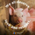 Jessica Parker Kennedy Instagram - JOIN ME TONIGHT at the @MercyForAnimals Gala! 🐮🐷🐥🐟🦃🦞 I’m so honored to be presenting an award at tonight’s ceremony where we recognize dedicated investigators and other devoted activists who have gone above and beyond to help expose the horrors of factory farming and help stop animal cruelty. You can stream the ceremony live! Link in my bio. #MercyForAnimals #MercyForAnimalsGala #ASPCA #JamesCromwell