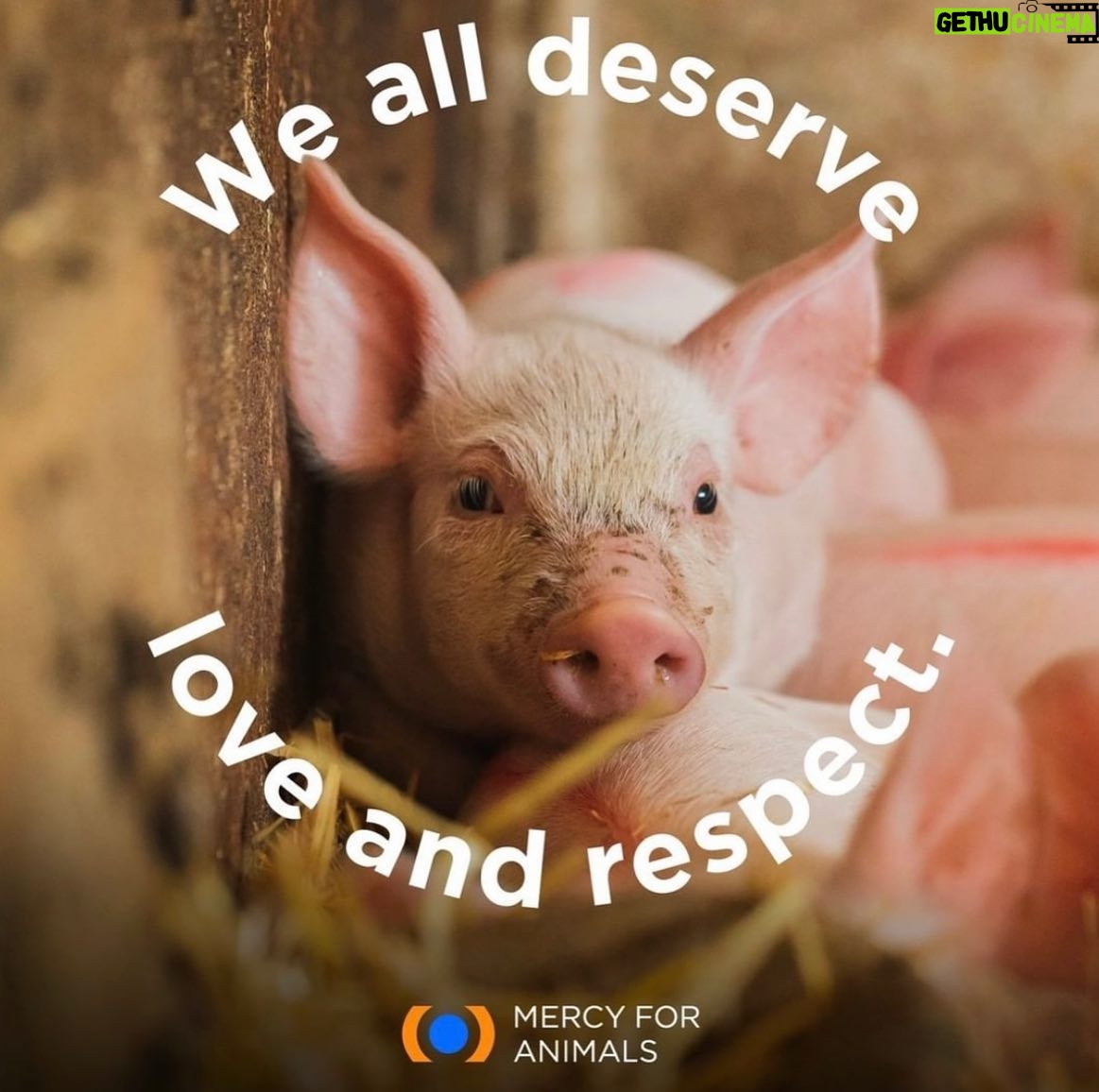Jessica Parker Kennedy Instagram - JOIN ME TONIGHT at the @MercyForAnimals Gala! 🐮🐷🐥🐟🦃🦞 I’m so honored to be presenting an award at tonight’s ceremony where we recognize dedicated investigators and other devoted activists who have gone above and beyond to help expose the horrors of factory farming and help stop animal cruelty. You can stream the ceremony live! Link in my bio. #MercyForAnimals #MercyForAnimalsGala #ASPCA #JamesCromwell
