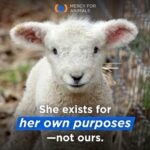 Jessica Parker Kennedy Instagram - JOIN ME TONIGHT at the @MercyForAnimals Gala! 🐮🐷🐥🐟🦃🦞 I’m so honored to be presenting an award at tonight’s ceremony where we recognize dedicated investigators and other devoted activists who have gone above and beyond to help expose the horrors of factory farming and help stop animal cruelty. You can stream the ceremony live! Link in my bio. #MercyForAnimals #MercyForAnimalsGala #ASPCA #JamesCromwell