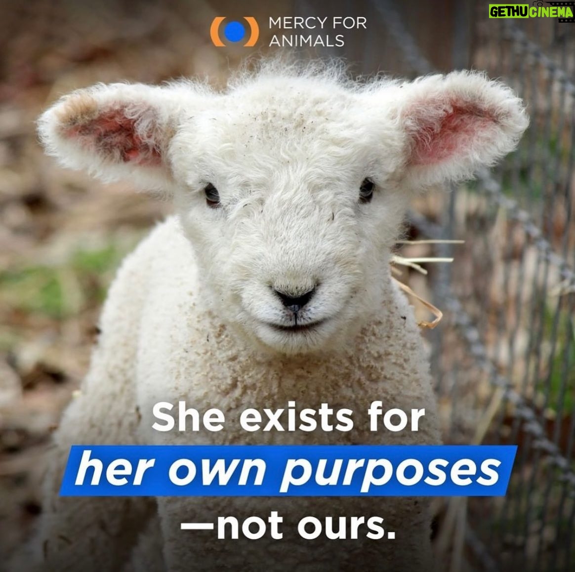 Jessica Parker Kennedy Instagram - JOIN ME TONIGHT at the @MercyForAnimals Gala! 🐮🐷🐥🐟🦃🦞 I’m so honored to be presenting an award at tonight’s ceremony where we recognize dedicated investigators and other devoted activists who have gone above and beyond to help expose the horrors of factory farming and help stop animal cruelty. You can stream the ceremony live! Link in my bio. #MercyForAnimals #MercyForAnimalsGala #ASPCA #JamesCromwell