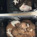 Jessica Parker Kennedy Instagram - 3 year old perfect Peggy and her 8 puppies are being fostered by @busterspawprints. For more information about how to help/rescue/adopt them, please swipe through this post for more info. PLEASE REMEMBER AND SPREAD THIS INFORMATION: Just ONE unaltered (not spayed) female dog and her offspring can produce 67,000 puppies within just 6 years. Please spay and neuter your dogs. Please adopt don’t shop and remember all breeds of dogs are inherently good. Please share these sweet pups so they can have a chance. 🐶🐶🐶🐶🐶🐶🐶🐶🐶 #InherentlyGood #AdoptDontShop #SpayandNeuter