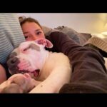Jessica Parker Kennedy Instagram - Late night snuggles from Fresh who is without question part cow, dragon, bat, kangaroo, alligator, mouse, dinosaur. 🐄🐉🦇🦘🐊🐭🦕 #InherentlyGood #AdoptDontShop @standupforpitsfoundation