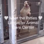 Jessica Parker Kennedy Instagram - Original Post by @StandUpForPitsFoundation with @Rita_Earl_Blackwell Look at ALL 34 of these gorgeous land-seals. These are just SOME of the pit bulls type dogs at @LancasterAnimalsLaco waiting to be seen and saved. There are hundreds more at this location alone. Los Angeles shelters are always overrun with dogs who need adopting, the majority being pit bulls type dogs. Please spay and neuter your dogs!!! Please SHARE to help them be seen by more people. Please TAG to make sure they’re seen. Please COMMENT to help them be adopted or rescued. Comment from @standupforpitsfoundation “Many shelters adopt out dogs without being fixed. If this shelter does that, @standupforpitsfoundation will cover the spay and neuter of every one of these pit bull type dogs who gets pulled or adopted. Please share these dogs so they don’t get killed and many of them will unless saved. Please don’t look away, especially you @MayorOfLA . Do something. Thank you.” Location: Lancaster Animal Care Center in Los Angeles, California Open to the public: Everyday 2pm-5pm and Wednesdays 2pm-7pm ☎️: (661) 940-4191 ACCLancaster@AnimalCare.LACounty.Gov