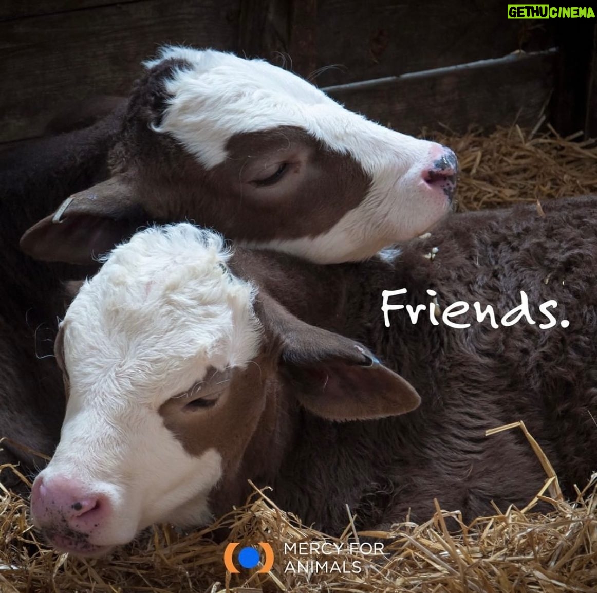 Jessica Parker Kennedy Instagram - JOIN ME TONIGHT at the @MercyForAnimals Gala! 🐮🐷🐥🐟🦃🦞 I’m so honored to be presenting an award at tonight’s ceremony where we recognize dedicated investigators and other devoted activists who have gone above and beyond to help expose the horrors of factory farming and help stop animal cruelty. You can stream the ceremony live! Link in my bio. #MercyForAnimals #MercyForAnimalsGala #ASPCA #JamesCromwell