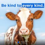 Jessica Parker Kennedy Instagram - JOIN ME TONIGHT at the @MercyForAnimals Gala! 🐮🐷🐥🐟🦃🦞 I’m so honored to be presenting an award at tonight’s ceremony where we recognize dedicated investigators and other devoted activists who have gone above and beyond to help expose the horrors of factory farming and help stop animal cruelty. You can stream the ceremony live! Link in my bio. #MercyForAnimals #MercyForAnimalsGala #ASPCA #JamesCromwell