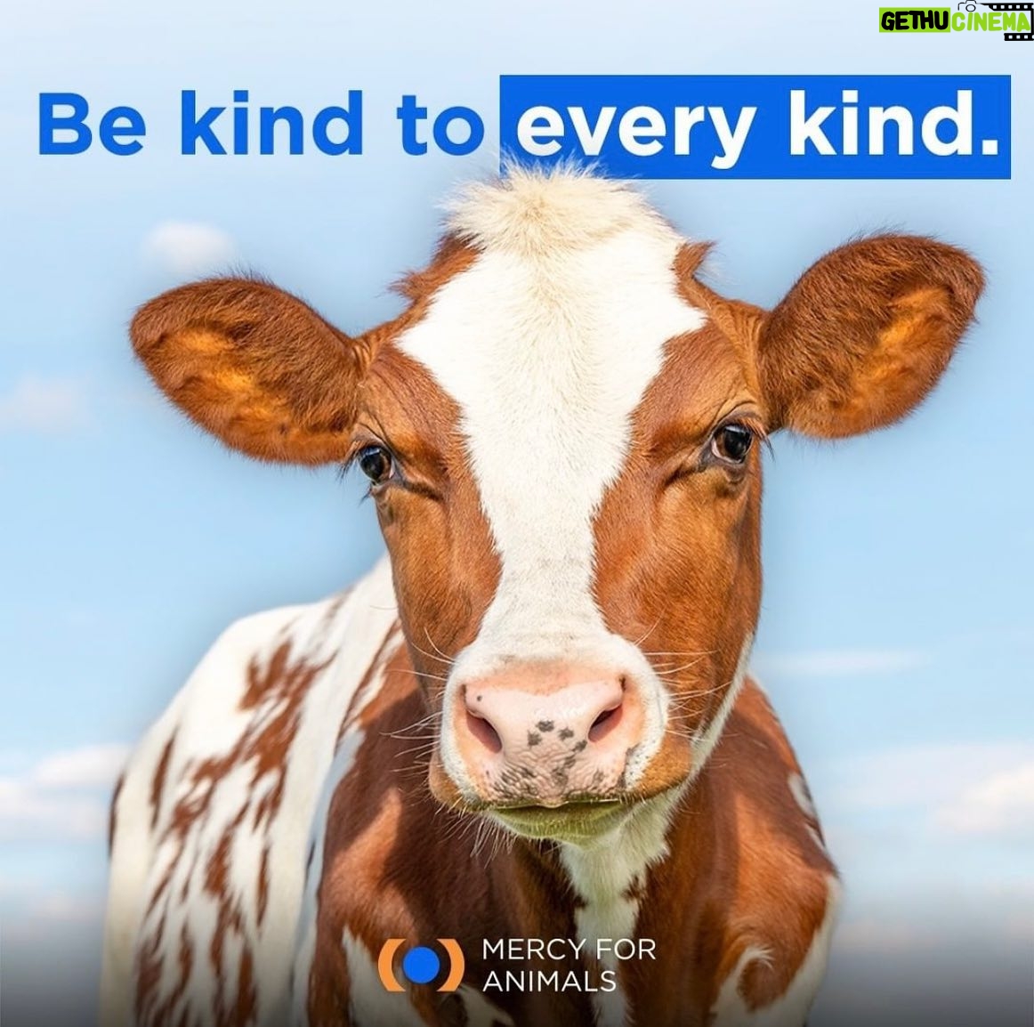 Jessica Parker Kennedy Instagram - JOIN ME TONIGHT at the @MercyForAnimals Gala! 🐮🐷🐥🐟🦃🦞 I’m so honored to be presenting an award at tonight’s ceremony where we recognize dedicated investigators and other devoted activists who have gone above and beyond to help expose the horrors of factory farming and help stop animal cruelty. You can stream the ceremony live! Link in my bio. #MercyForAnimals #MercyForAnimalsGala #ASPCA #JamesCromwell
