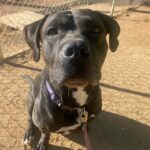 Jessica Parker Kennedy Instagram - THIS IS KING!!! 🐶 He is OUT OF TIME in Acton, California as of TOMORROW! This sweet boy is looking for a rescue or loving foster or forever home! He is nervous around other dog so he needs to be in a home with no other doggos. COST OF ALL TRAINING WILL BE COVERED!!! If you are able to help King, please call 209-735-0620. PLEASE SHARE SHARE SHARE!!! Thank you! #AdoptDontShop #InherentlyGood #StandUpForPits