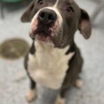 Jessica Parker Kennedy Instagram - Oh my goodness! Look at this beautiful boy APOLLO! He is in need of a loving forever home or a temporary loving foster or rescue. Please read this desperate plea from Kymberlee Flores, a dedicated shelter volunteer at the Monroe County Animal Control/Shelter in Michigan. Let’s get this hunny boy shared and seen! “I am reaching out in efforts for you to help our sweet guy Apollo find his forever freedom ride. Apollo needs the publicity, we’re a small town where much doesn’t happen. My efforts, along with others, have gotten us nowhere. Apollo needs a saving grace before he shuts down on us completely. Below is his about-me info. His face deserves to be known.” “Let me tell you about him! He’s been through hell and back and is a total lover!” •3-4 years old •Approx 90lbs of love to give you! •Loves his stuffed animals. •Doesn’t trust enough to share his humans so would be best as only pet. •Loves treats. •Loves to hang out outside. “Apollo has been with us for a really long time now. I sit with him, scratch his ears and tell him his time is coming soon, but he doesn’t believe me anymore. No one ever wants to meet him. I watch as they just look at his picture in the book and keep flipping. Apollo needs a saving grace. He needs someone to show him love. We love him dearly, but he wants someone to love just him. Do you know a rescue who may open their doors for him? Transport available! Hours after hours, seconds after seconds, he watches us walk through the doors, take name tags off of kennels and do our secret little happy dance that another one of our dogs whom we love found a home, but yet Apollo’s name tag and leash still hangs, for months now.” Apollo is located at Monroe County Animal Shelter in Michigan. If you’re interested, please call 734-240-3125 or email animalcontrol@monroemi.org 911 S Raisinville Rd Monroe, MI 48161 “Just a few more sleeps buddy, we will find you a home.❤️‍🩹 We promise, it’s coming.” Kind Regards, Kymberlee Flores #standupforpits #adoptapollo #adoptdontshop #inherentlygood