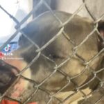 Jessica Parker Kennedy Instagram - @mackena.shelterdogs #Repost When I first met Mr. B, it was clear that humans have not been nice to him in his pre-shelter life 😔. He was triggered with fear and anxiety just by me approaching his kennel. But look at these huge strides he has made in such a short time. He now squishes his body against the kennel for loves whenever I come by 🥰. He is learning that humans can be kind. He is learning humans can be trusted. Mr. B is an absolute ball of squish who would love very much for his own family to snuggle with. He has shown some food aggression (understandably due to his neglectful past) so a slow introduction with other dogs in the home is recommended. Adopt Mr. B #A4692386 today at @mcanimalcare East, 2630 W Rio Salado Pkwy! If you can’t adopt Mr. B, please share him! #mcacc #shelterdogsofarizona #shelterdogsaz #adoptdontshop #rescuedog #rescueddogsofinstagram @standupforpitsfoundation