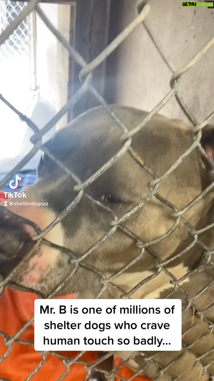 Jessica Parker Kennedy Instagram - @mackena.shelterdogs #Repost When I first met Mr. B, it was clear that humans have not been nice to him in his pre-shelter life 😔. He was triggered with fear and anxiety just by me approaching his kennel. But look at these huge strides he has made in such a short time. He now squishes his body against the kennel for loves whenever I come by 🥰. He is learning that humans can be kind. He is learning humans can be trusted. Mr. B is an absolute ball of squish who would love very much for his own family to snuggle with. He has shown some food aggression (understandably due to his neglectful past) so a slow introduction with other dogs in the home is recommended. Adopt Mr. B #A4692386 today at @mcanimalcare East, 2630 W Rio Salado Pkwy! If you can’t adopt Mr. B, please share him! #mcacc #shelterdogsofarizona #shelterdogsaz #adoptdontshop #rescuedog #rescueddogsofinstagram @standupforpitsfoundation