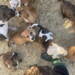 Jessica Parker Kennedy Instagram - 3 year old perfect Peggy and her 8 puppies are being fostered by @busterspawprints. For more information about how to help/rescue/adopt them, please swipe through this post for more info. PLEASE REMEMBER AND SPREAD THIS INFORMATION: Just ONE unaltered (not spayed) female dog and her offspring can produce 67,000 puppies within just 6 years. Please spay and neuter your dogs. Please adopt don’t shop and remember all breeds of dogs are inherently good. Please share these sweet pups so they can have a chance. 🐶🐶🐶🐶🐶🐶🐶🐶🐶 #InherentlyGood #AdoptDontShop #SpayandNeuter