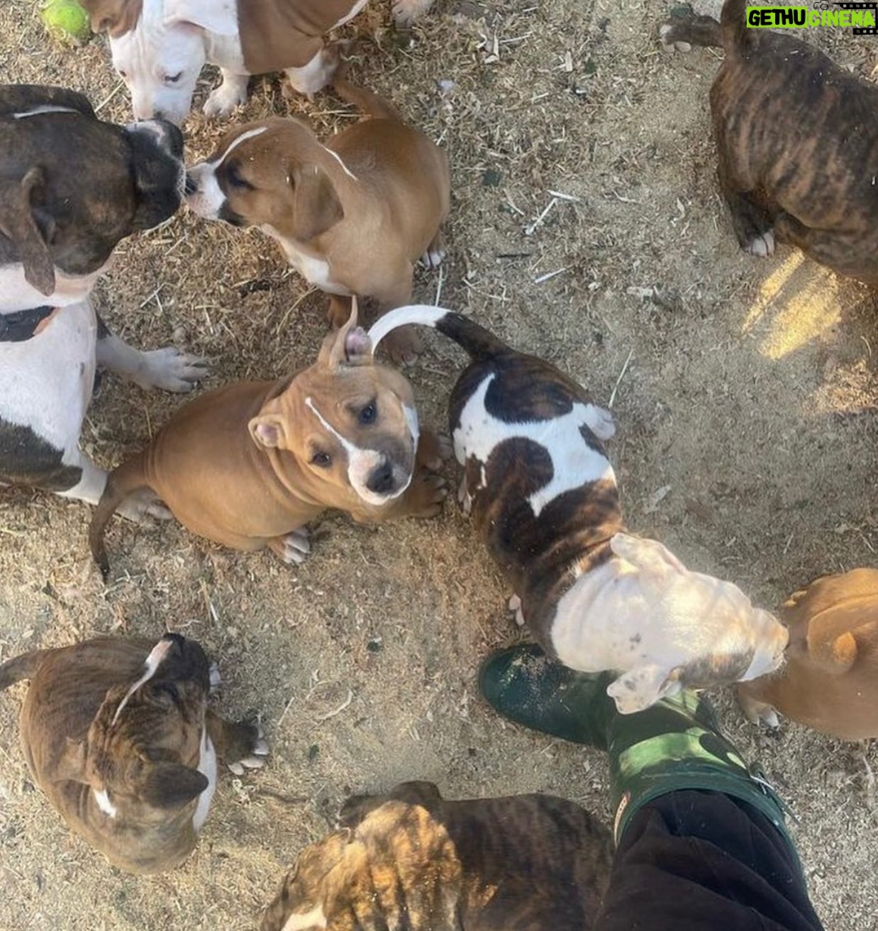 Jessica Parker Kennedy Instagram - 3 year old perfect Peggy and her 8 puppies are being fostered by @busterspawprints. For more information about how to help/rescue/adopt them, please swipe through this post for more info. PLEASE REMEMBER AND SPREAD THIS INFORMATION: Just ONE unaltered (not spayed) female dog and her offspring can produce 67,000 puppies within just 6 years. Please spay and neuter your dogs. Please adopt donโt shop and remember all breeds of dogs are inherently good. Please share these sweet pups so they can have a chance. ๐ถ๐ถ๐ถ๐ถ๐ถ๐ถ๐ถ๐ถ๐ถ #InherentlyGood #AdoptDontShop #SpayandNeuter
