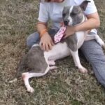 Jessica Parker Kennedy Instagram - Shut the front door! I want this pup to cuddle everyday! He can be yours if you’re ready! From @standupforpitsfoundation “Alright amazing humans of our community, BEAUTIFUL Sam has been at the Vermilion Parish shelter in Louisiana for 427 DAYS! One day is too long and 427 is unthinkable! Sam is one of the 49 pit bull type dogs at this facility SUFP funded heart worm treatment and spays & neuters for. This sweet boy and his ears are more than ready for a home. Please please please share this sweet soul! Sam deserves a home to call his own. If anyone can foster or a rescue in the country has room, please contact @aavarescue. Let’s get Sam saved! Thank you!!!” About Sam: “Sam is calm in his kennel and waits patiently for walks or flashes those big puppy dog eyes for treats. He is content lounging in a lap while watching dogs around him. He always seems to find his light and gives us his best “blue steel” at all times. Sam is an alpha pup and we recommend he be the only animal in the home, but don’t worry, Sam will give you all the attention you will ever need. He is such a love bug!” @standupforpitsfoundation #InherentlyGood #AdoptDontShop #Rescue