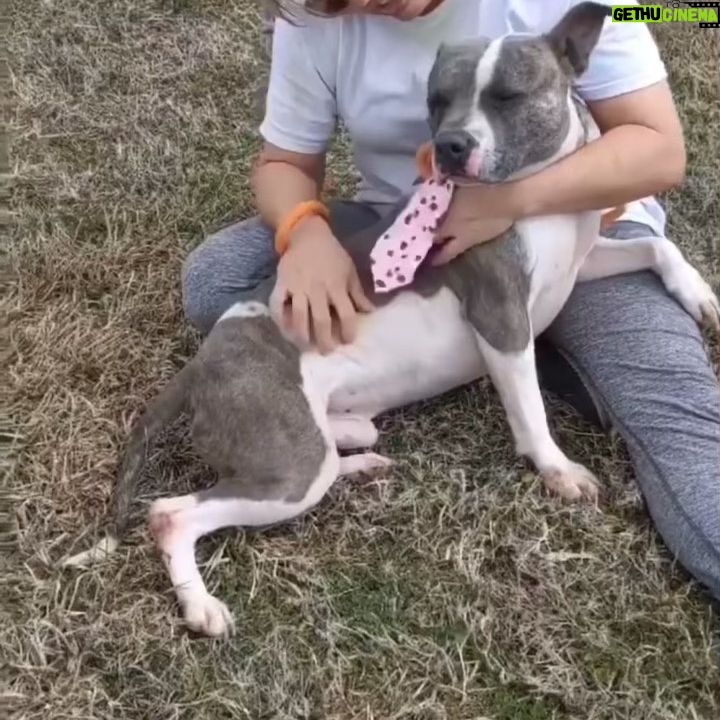 Jessica Parker Kennedy Instagram - Shut the front door! I want this pup to cuddle everyday! He can be yours if you’re ready! From @standupforpitsfoundation “Alright amazing humans of our community, BEAUTIFUL Sam has been at the Vermilion Parish shelter in Louisiana for 427 DAYS! One day is too long and 427 is unthinkable! Sam is one of the 49 pit bull type dogs at this facility SUFP funded heart worm treatment and spays & neuters for. This sweet boy and his ears are more than ready for a home. Please please please share this sweet soul! Sam deserves a home to call his own. If anyone can foster or a rescue in the country has room, please contact @aavarescue. Let’s get Sam saved! Thank you!!!” About Sam: “Sam is calm in his kennel and waits patiently for walks or flashes those big puppy dog eyes for treats. He is content lounging in a lap while watching dogs around him. He always seems to find his light and gives us his best “blue steel” at all times. Sam is an alpha pup and we recommend he be the only animal in the home, but don’t worry, Sam will give you all the attention you will ever need. He is such a love bug!” @standupforpitsfoundation #InherentlyGood #AdoptDontShop #Rescue