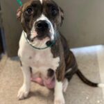 Jessica Parker Kennedy Instagram - 3 year old perfect Peggy and her 8 puppies are being fostered by @busterspawprints. For more information about how to help/rescue/adopt them, please swipe through this post for more info. PLEASE REMEMBER AND SPREAD THIS INFORMATION: Just ONE unaltered (not spayed) female dog and her offspring can produce 67,000 puppies within just 6 years. Please spay and neuter your dogs. Please adopt don’t shop and remember all breeds of dogs are inherently good. Please share these sweet pups so they can have a chance. 🐶🐶🐶🐶🐶🐶🐶🐶🐶 #InherentlyGood #AdoptDontShop #SpayandNeuter