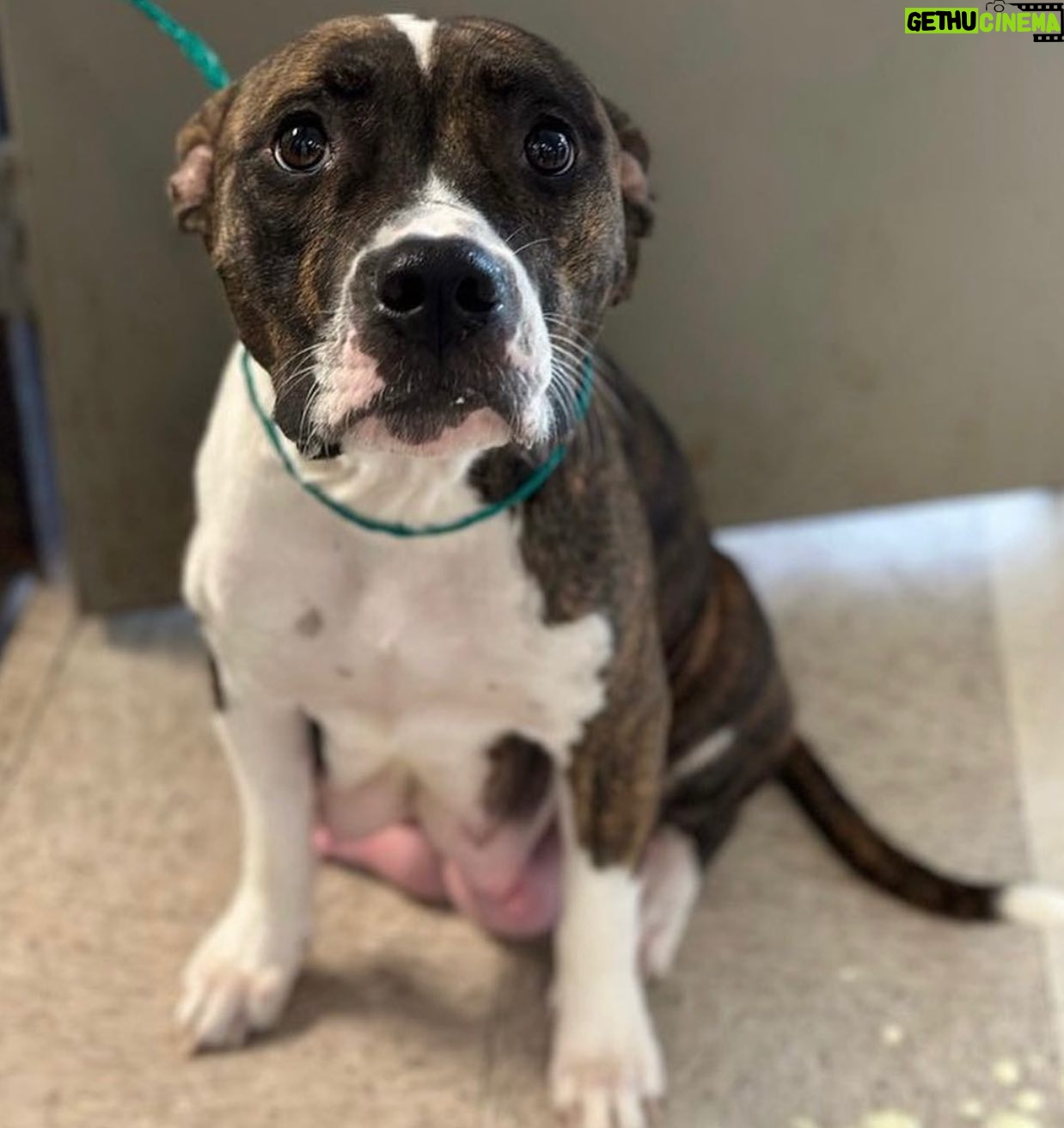 Jessica Parker Kennedy Instagram - 3 year old perfect Peggy and her 8 puppies are being fostered by @busterspawprints. For more information about how to help/rescue/adopt them, please swipe through this post for more info. PLEASE REMEMBER AND SPREAD THIS INFORMATION: Just ONE unaltered (not spayed) female dog and her offspring can produce 67,000 puppies within just 6 years. Please spay and neuter your dogs. Please adopt donโt shop and remember all breeds of dogs are inherently good. Please share these sweet pups so they can have a chance. ๐ถ๐ถ๐ถ๐ถ๐ถ๐ถ๐ถ๐ถ๐ถ #InherentlyGood #AdoptDontShop #SpayandNeuter