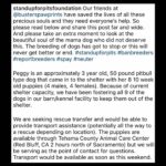 Jessica Parker Kennedy Instagram - 3 year old perfect Peggy and her 8 puppies are being fostered by @busterspawprints. For more information about how to help/rescue/adopt them, please swipe through this post for more info. PLEASE REMEMBER AND SPREAD THIS INFORMATION: Just ONE unaltered (not spayed) female dog and her offspring can produce 67,000 puppies within just 6 years. Please spay and neuter your dogs. Please adopt don’t shop and remember all breeds of dogs are inherently good. Please share these sweet pups so they can have a chance. 🐶🐶🐶🐶🐶🐶🐶🐶🐶 #InherentlyGood #AdoptDontShop #SpayandNeuter