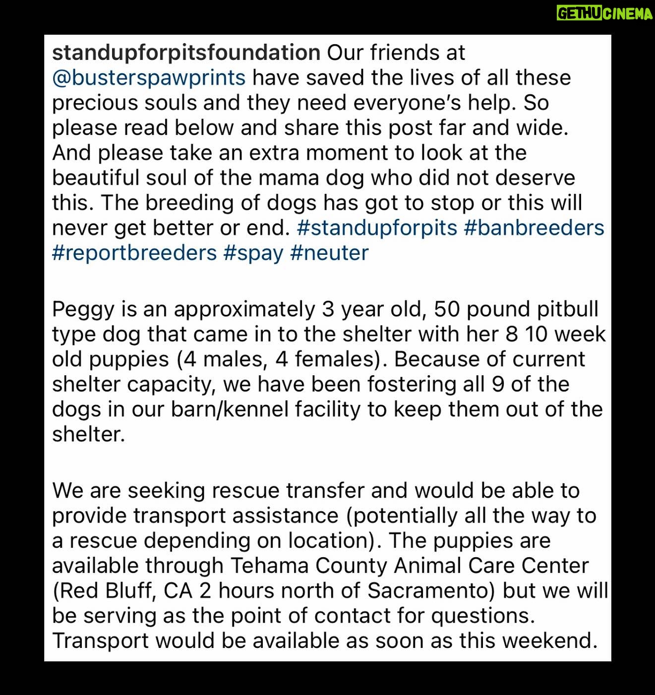 Jessica Parker Kennedy Instagram - 3 year old perfect Peggy and her 8 puppies are being fostered by @busterspawprints. For more information about how to help/rescue/adopt them, please swipe through this post for more info. PLEASE REMEMBER AND SPREAD THIS INFORMATION: Just ONE unaltered (not spayed) female dog and her offspring can produce 67,000 puppies within just 6 years. Please spay and neuter your dogs. Please adopt donโt shop and remember all breeds of dogs are inherently good. Please share these sweet pups so they can have a chance. ๐ถ๐ถ๐ถ๐ถ๐ถ๐ถ๐ถ๐ถ๐ถ #InherentlyGood #AdoptDontShop #SpayandNeuter