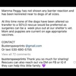Jessica Parker Kennedy Instagram - 3 year old perfect Peggy and her 8 puppies are being fostered by @busterspawprints. For more information about how to help/rescue/adopt them, please swipe through this post for more info. PLEASE REMEMBER AND SPREAD THIS INFORMATION: Just ONE unaltered (not spayed) female dog and her offspring can produce 67,000 puppies within just 6 years. Please spay and neuter your dogs. Please adopt don’t shop and remember all breeds of dogs are inherently good. Please share these sweet pups so they can have a chance. 🐶🐶🐶🐶🐶🐶🐶🐶🐶 #InherentlyGood #AdoptDontShop #SpayandNeuter